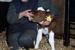 image0060