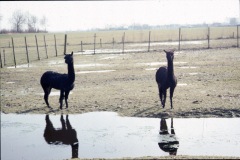 image0085